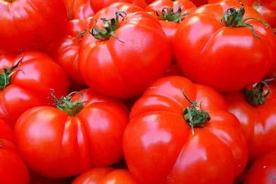 Budućnost hrane - Naučnici genetski modifikovali paradajz kako bi bio bogatiji vitaminom D