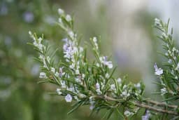 Sve o ruzmarinu na jednom mjestu