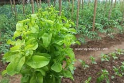 Kako skupiti sjeme zelene salate iz sopstvenog uzgoja?