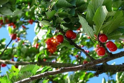 Najbolje sorte trešanja i oprašivači –  regina, burlat...