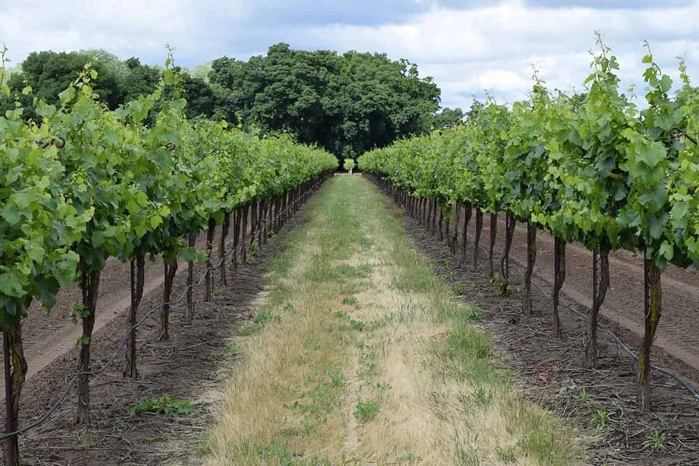 vinograd