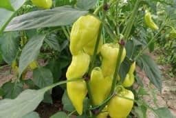 Kako prepoznati bolesti paprike i patlidžana