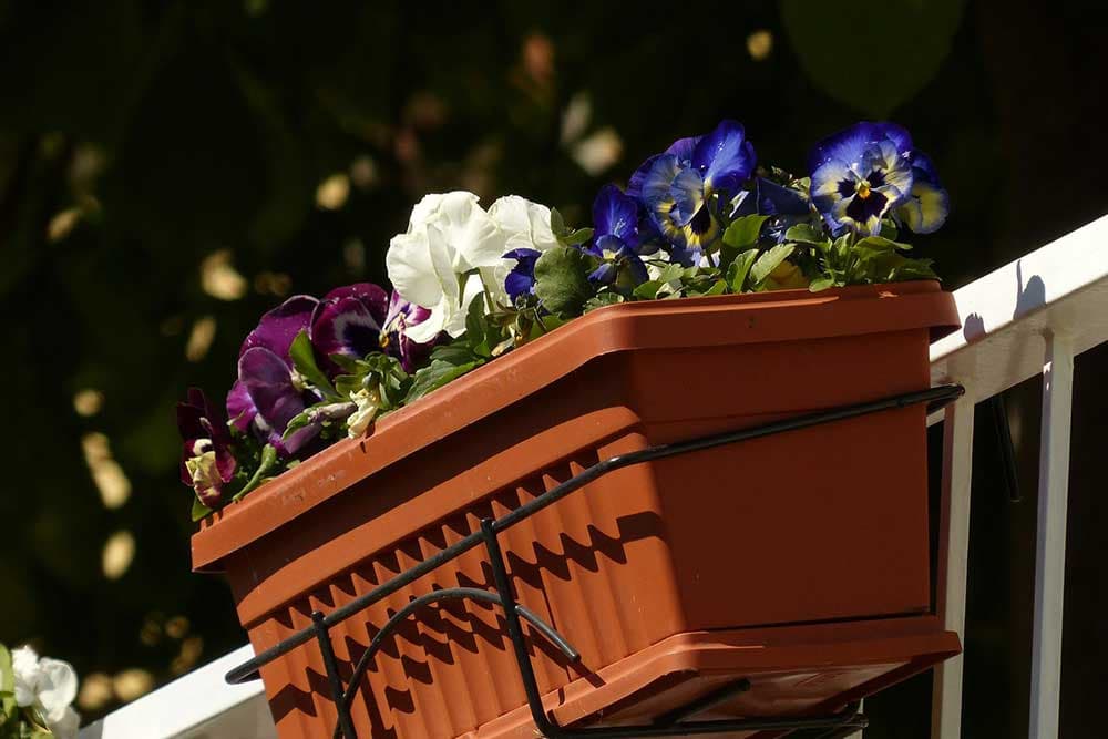 vrste balkonskog cvijeća