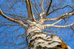 Ovo drveće prate prilično zatrašujuči mitovi: Da li ih imate u svom dvorištu?