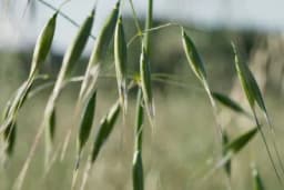 Biljka koja je osvojila planetu zahvaljujući neobičnoj vještini – može da "hoda" i da se "sakriva"