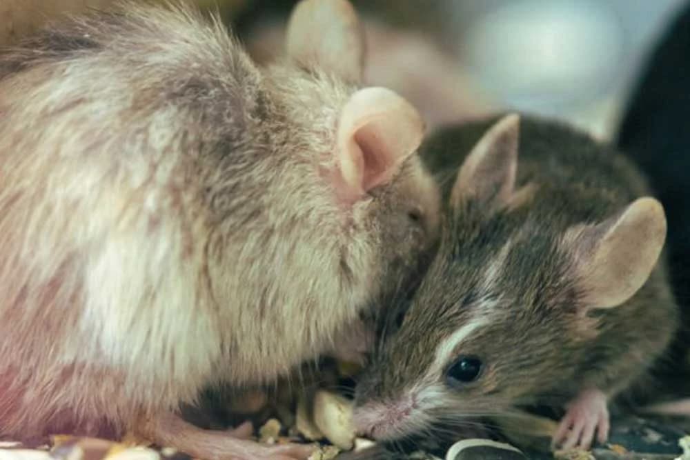 kako otjerati miševe