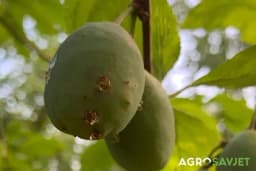 Smola na plodu šljive ukazuje samo na jedno: Šteta može biti i 80%