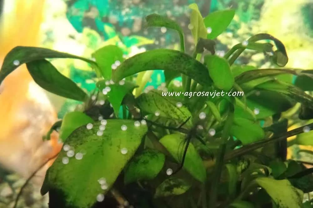 načini razmnožavanja akvarijumskih riba