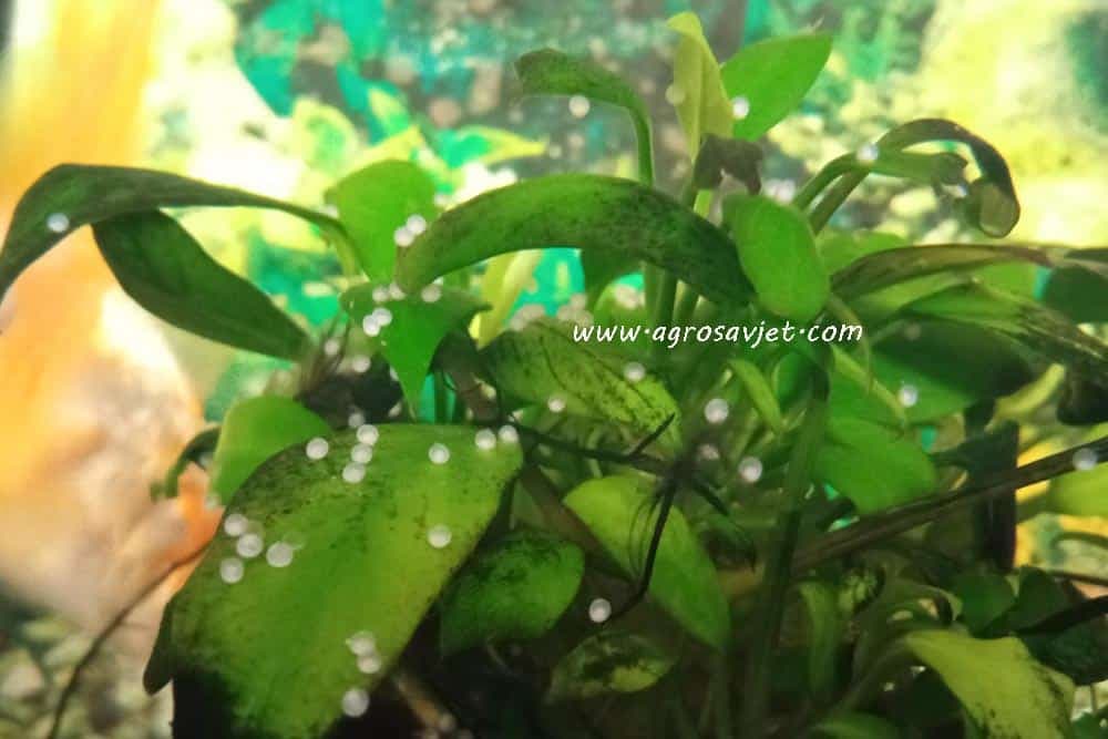 načini razmnožavanja akvarijumskih riba