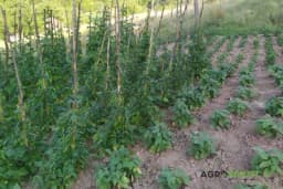 BAŠTA U JULU - Šta je sve potrebno uraditi da bi biljke bile bujne i zdrave?