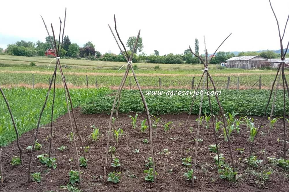 postrna sjetva boranije