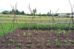 Kako se obavlja postrna sjetva boranije? Popunite praznine u bašti