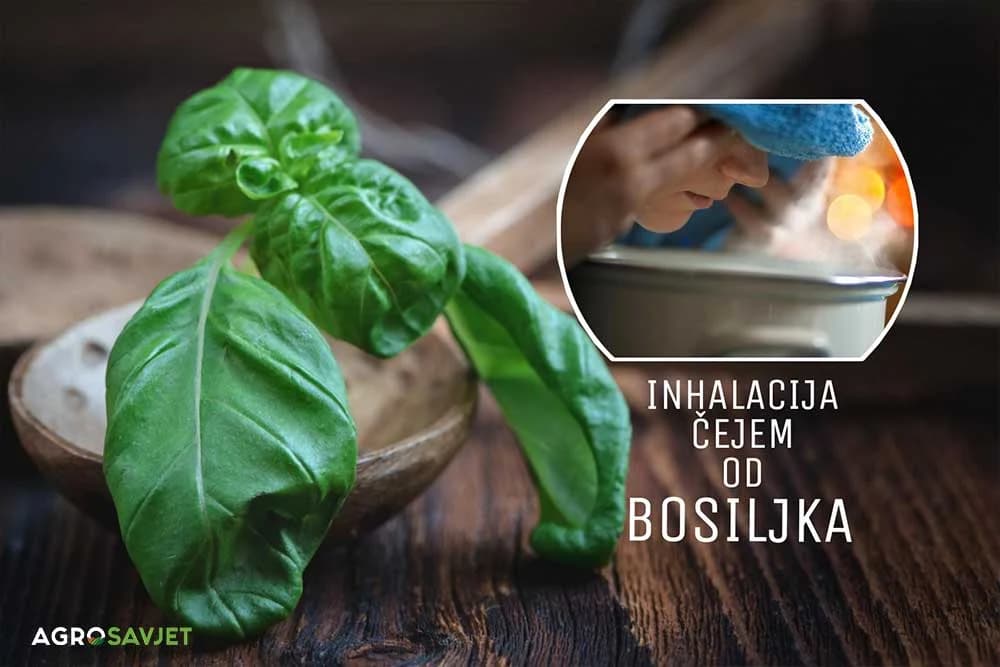 čaj od bosiljka protiv upale sinusa