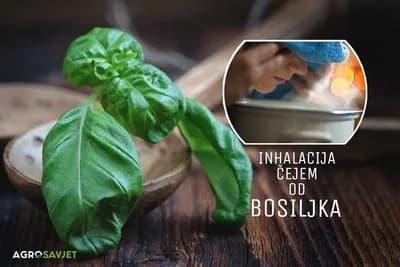 Čaj od bosiljka odličan za upalu sinusa /Recept/