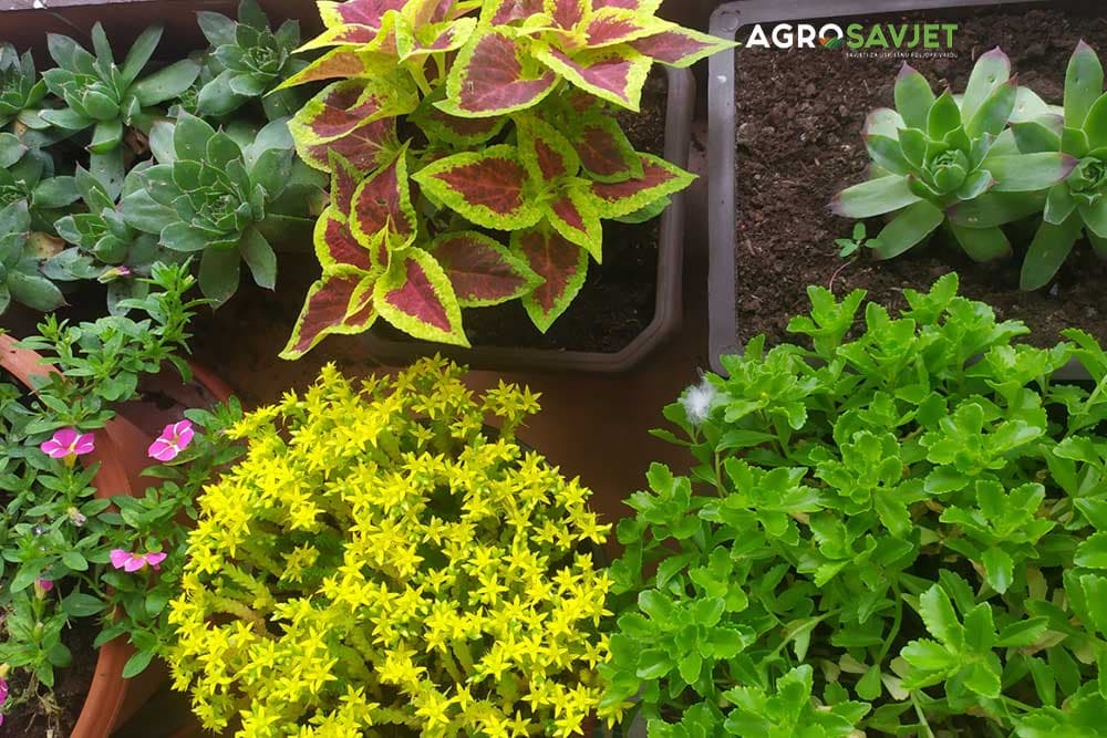 prirodno đubrivo, kompost