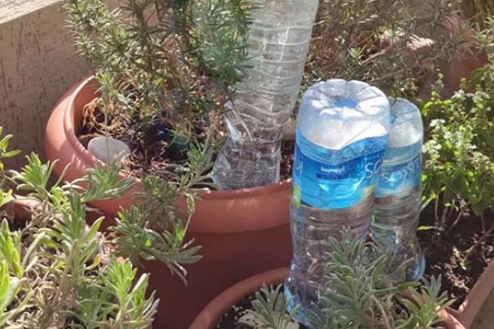 Kako da cvijeće ne uvene tokom odmora - 4 provjerene metode zalivanja