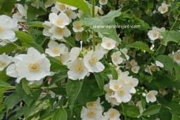 Biljke iz dvorišta koje privlače sreću i novac