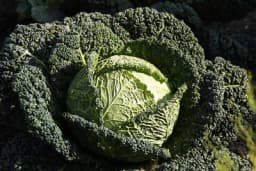 Oprezno sa voćem i povrćem - Pesticidi vrebaju, a evo gdje ih ima najviše