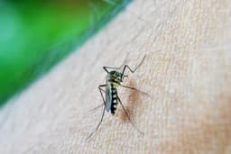 Mislite da vas komarci ujedaju zato što imate "slatku krv"? Razlozi su ipak malo drugačiji