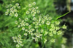 Da li znate šta je krbuljica?