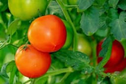 Đubrenje paradajza - Savjeti za povećanje prinosa i kvaliteta plodova