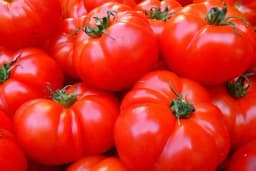 Đubrenje paradajza - Kada, kako i koje đubrivo primijenti