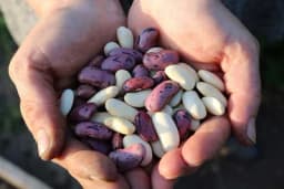 Sok od pasulja - Jako je zdrav, a ukus će vas tek oduševiti - usudite se