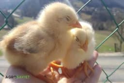 Kako da PILIĆI budu rashlađeni tokom VRELOG ljeta?