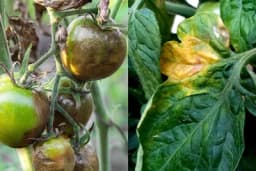 Plamenjača paradajza - Simptomi i zaštita tokom cijele vegetacije