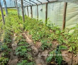 Preporuke za zaštitu biljaka od velikih vrućina