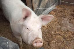 Kukuruz pojeftinio, ali meso neće