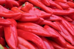 Proizvodnja roge paprike u zatvorenom prostoru