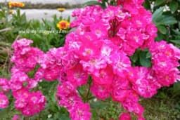 Metode uz koje će ruže cvjetati bujnije nego ikada