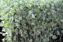 Srebrni vodopad - Predivna viseća puzavica