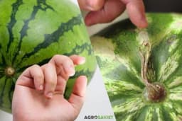 Kako izabrati slatku i zrelu lubenicu