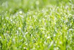 Koliko često kositi travnjak, na koju visinu i kako kositi kada je trava previsoka?