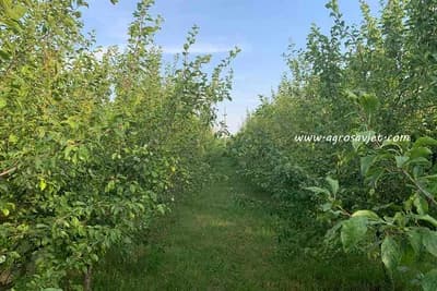 Otpornost voćaka na sušu