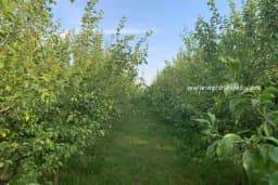 Otpornost voćaka na sušu