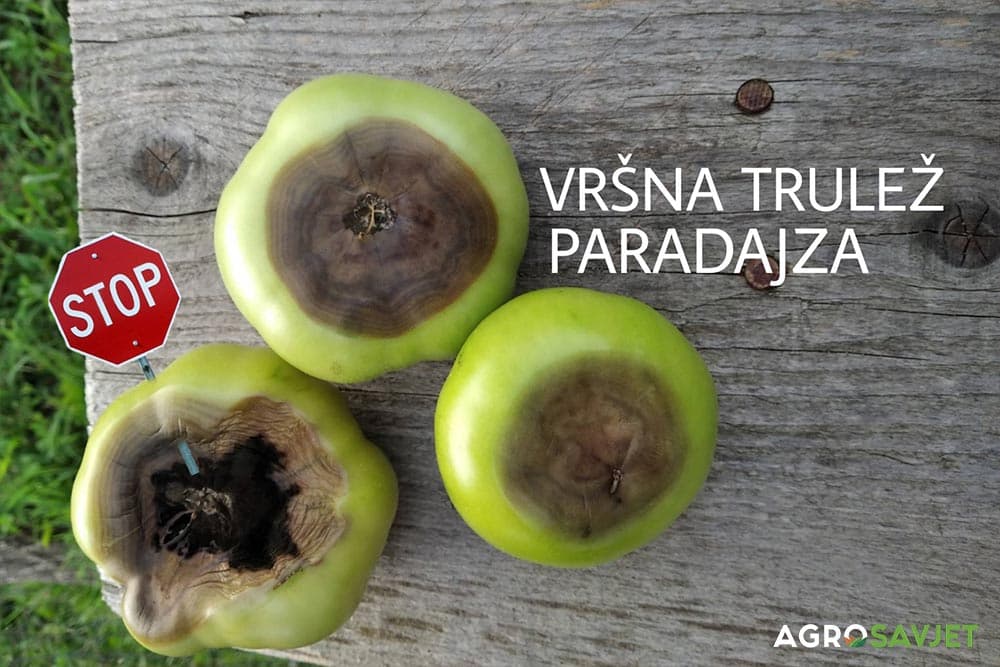 vršna trulež paradajza