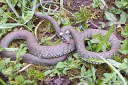 Preparati protiv zmija - Evo kako da ih otjerate iz dvorišta