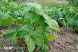 Berba boranije - Kako znati kada su mahune spremne za branje