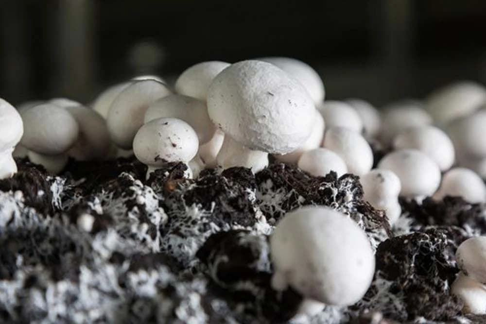 proizvodnja miceliujma