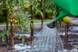 Zašto je ručno zalivanje povrća loše?