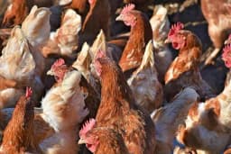 Mikroklimatski uslovi u živinarnicima