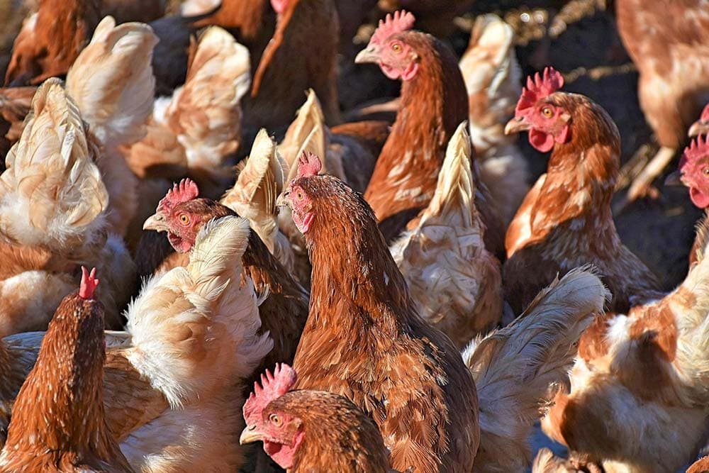 držanje i njega živne u tovu