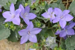 Zvončić - Čitavog ljeta krasi prostor mnoštvom cvjetova