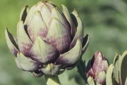 Kako se razmnožava atričoka i kako dobiti krupnije plodove?