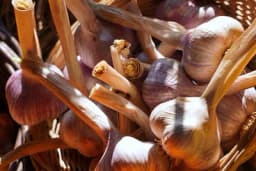 Kako da odredite kada je bijeli luk sazreo za branje?