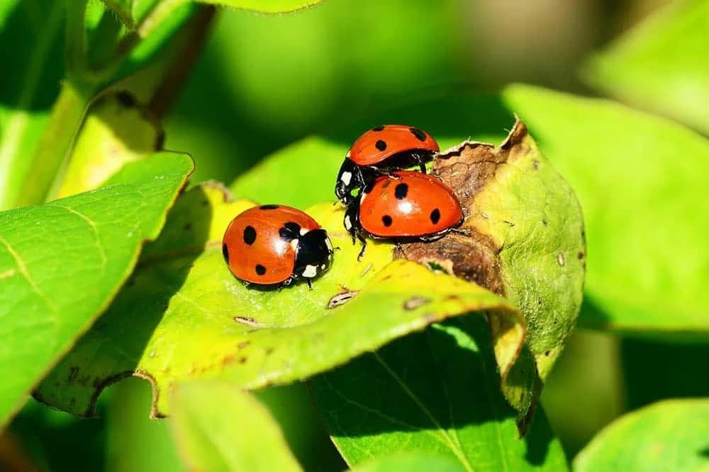 biološko suzbijanje insekata
