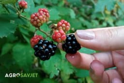 Divlje kupine - Jačaju imunitet, pomažu protiv glavobolje i viška kilograma